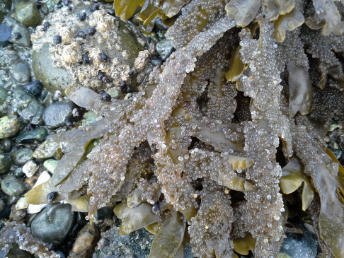 Herring roe clinging to seaweed, Rathtrevor beach