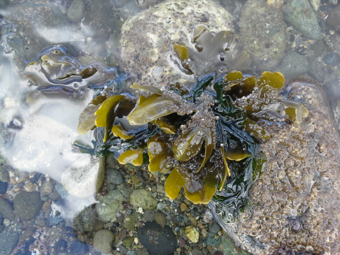 roe_seaweed