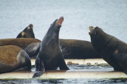 Sea lions battling for dominance (photo: Steve Hodder)